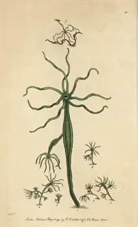 Frederick Nodder Engraving Prints: Green polype or Hydra