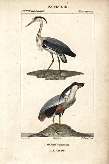Grey heron, Ardea cinerea, and boat-billed Grey heron, Ardea cinerea, and boat-billed