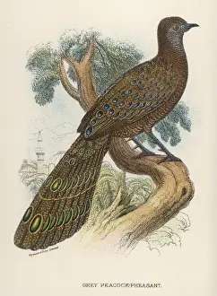 Prints of GREY PEACOCK-PHEASANT polyplectron chinquis Grey Peacock Pheasant Prints: Grey Peacock-Pheasant Print, Polyplectron chinquis