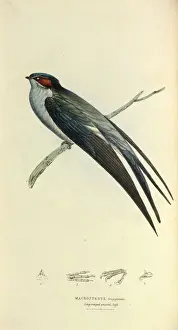 Apodiformes Prints: Grey-rumped Tree Swift Print by William Swainson