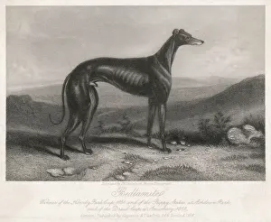 Greyhound Print: Bedlamite