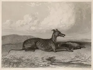 Framed Print : Greyhound & Hare Print Framed Print : Greyhound & Hare Print