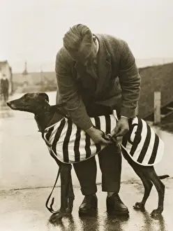 Greyhound Racing History Prints: Greyhound Overcoat