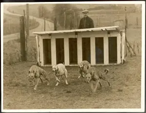 Dog Racing Prints: Greyhound Training Dogs at the Greyhound Training School Print