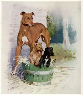 Dog Racing Prints: Greyhounds by Gilbert Holiday Print