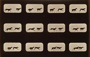Consecutive Images of Greyhounds in Motion Print, c1881