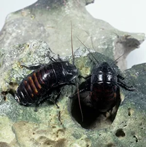 Gromphadorhina portentosa, hissing cockroach Gromphadorhina portentosa, hissing cockroach