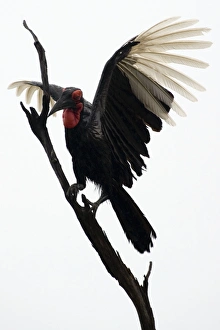 Ground Hornbill - Landing on tree Ground Hornbill - Landing on tree