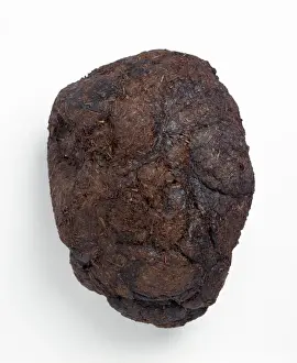 Sloth Prints: 13,000 Year Old Ground Sloth Coprolite Print