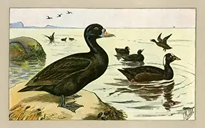 Print of a Group of Ducks
