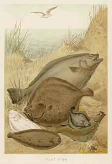 Prints of A group of mixed flat fish: halibut, turbot, flounder, plaice and sole P Prints: Flat Fish Print: Halibut, Turbot, Flounder and Others
