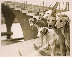 Greyhounds Head Print at Wembley Stadium