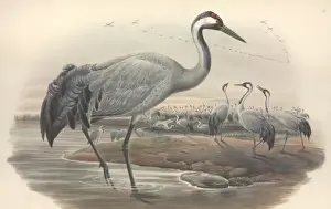 Eurasian Crane Pictures Prints: Grus grus, common crane
