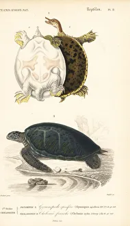 Gulf coast spiny softshell turtle and endangered Gulf coast spiny softshell turtle and endangered
