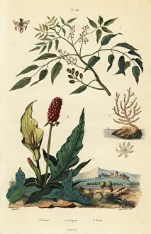 Gumbo-limbo, sea fan coral and cuckoopint Gumbo-limbo, sea fan coral and cuckoopint