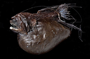 Hairy Anglerfish, Caulophryne pelagica Hairy Anglerfish, Caulophryne pelagica