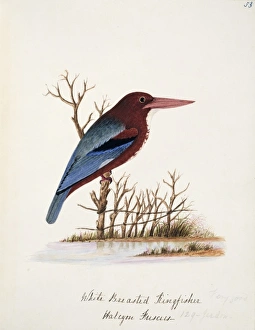 Halcyon smyrnensis, white-throated kingfisher Halcyon smyrnensis, white-throated kingfisher