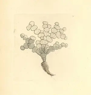 Zoology Illustrations Prints: Halimeda tuna algae