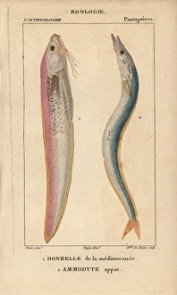 Hammerhead, Sphyrna zygaena, and smooth hound Hammerhead, Sphyrna zygaena, and smooth hound