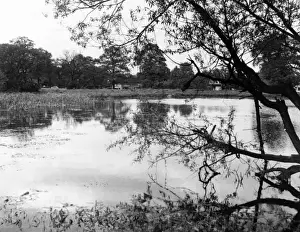 Prints of Autumn view, by the Vale of Heath Pond, Hampstead Heath, north London. Date: 1950s Hampstead Heath Prints: Hampstead Heath Autumn View Print, 1950s