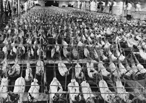HMS Illustrious Aircraft Carrier Prints: Hangar deck of HMS Illustrious