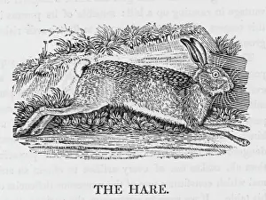 Prints of lepus timidus Harmless and inoffensive... fearful of every danger and attentive to every alarm, the Hare is continually upon the watch Hare Prints: Hare Print (Bewick) lepus timidus