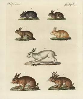 Mountain Hares and Rabbits Print, 1798