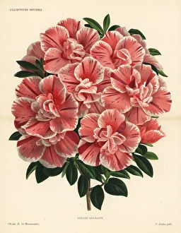 Harlequin azalea hybrid, Rhododendron indica Harlequin azalea hybrid, Rhododendron indica