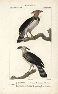 Harpy eagle, Harpia harpyja, and crested eagle Harpy eagle, Harpia harpyja, and crested eagle