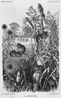 Prints of (micromys minutus). Eurasian harvest mice and their nest in a cornfield Eurasian Harvest Mouse Prints: Harvest Mice Print - Cornfield Nest Scene