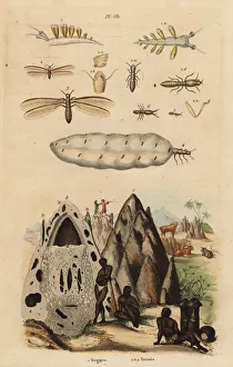 Harvester termite and mound, and sea slug Harvester termite and mound, and sea slug