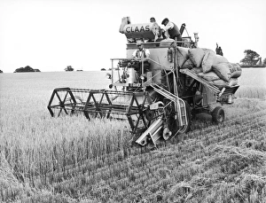 Harvesting barley with a combine harvester, Suffolk Harvesting barley with a combine harvester, Suffolk