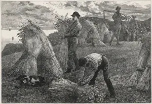 Britain Farming History Prints: Harvesting Corn 1877