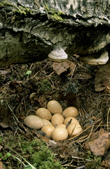 Hazel Hen / Hazel Grouse - eggs in typical nest Hazel Hen / Hazel Grouse - eggs in typical nest