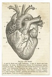 Heart Print with Vessels and Arteries