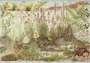Prints of Heathland poster with captions by Barbara Nicholson, signed B.E.N. copyright British Museum (Natural History) 1973, printed in England by Lund Humphries British Museum Prints: Mary Evans Prints Online: Heathland Print, 1973