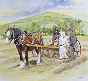 Heavy shire horse pulls an old hay rake Heavy shire horse pulls an old hay rake
