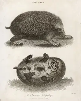 Prints of A common hedgehog, seen from two different angles Hedgehog Prints: Hedgehog Print, 1803 Engraving of Two Angles