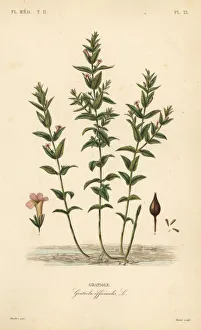 Hedgehyssop or herb of grace, Gratiola officinalis Hedgehyssop or herb of grace, Gratiola officinalis
