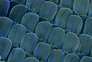 Electron Microscope Images Prints: Heliconius doris, doris longwing
