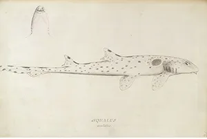 Hemiscyllium ocellatum, epaulette shark Hemiscyllium ocellatum, epaulette shark