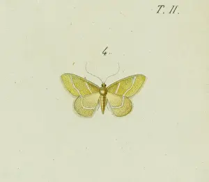 Arthropod Fauna Prints: Hemithea squalidaria