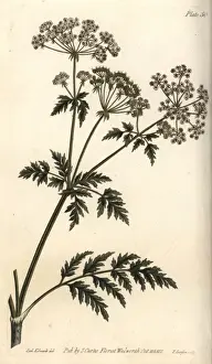 Hemlock Print, Conium maculatum