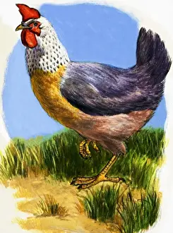 Farm Animal Prints: Hen