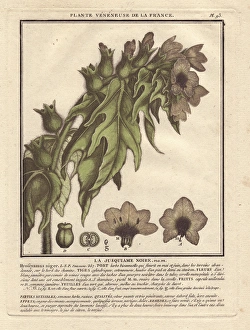 Henbane or stinking nightshade, Hyoscyamus niger Henbane or stinking nightshade, Hyoscyamus niger