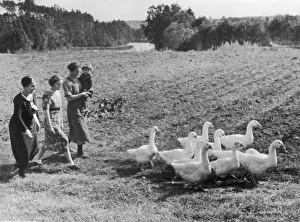 Herd of Geese Print