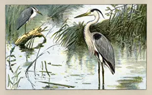Water Birds Images Prints: Two herons