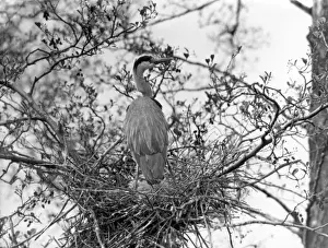 Retro Wildlife Photography Prints: Herons Nest