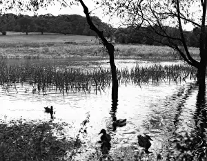 Framed Print : Highgate Ponds Scene Print, 1950s Framed Print : Highgate Ponds Scene Print, 1950s