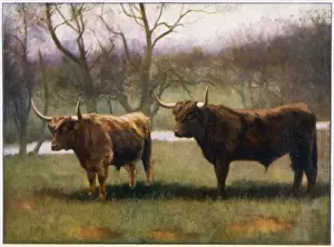 Highland Cattle Print: Two Highland cattle in the north of Scotland